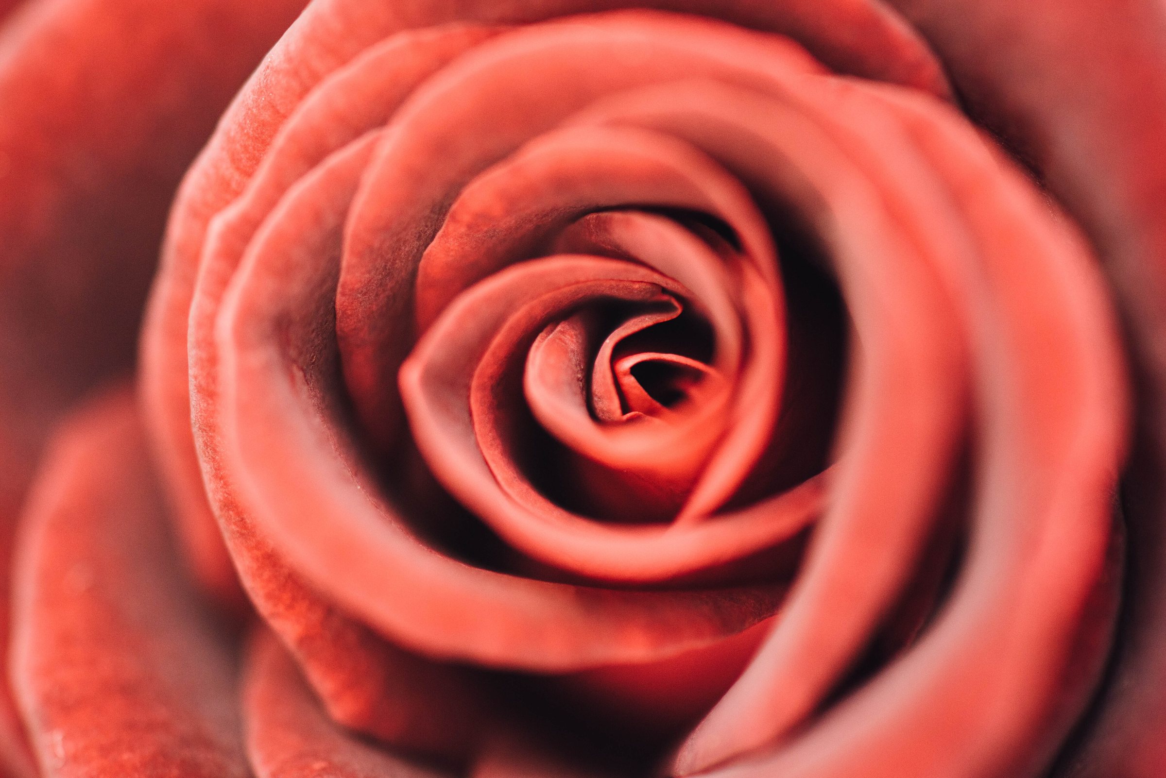 Red rose petals in close-up