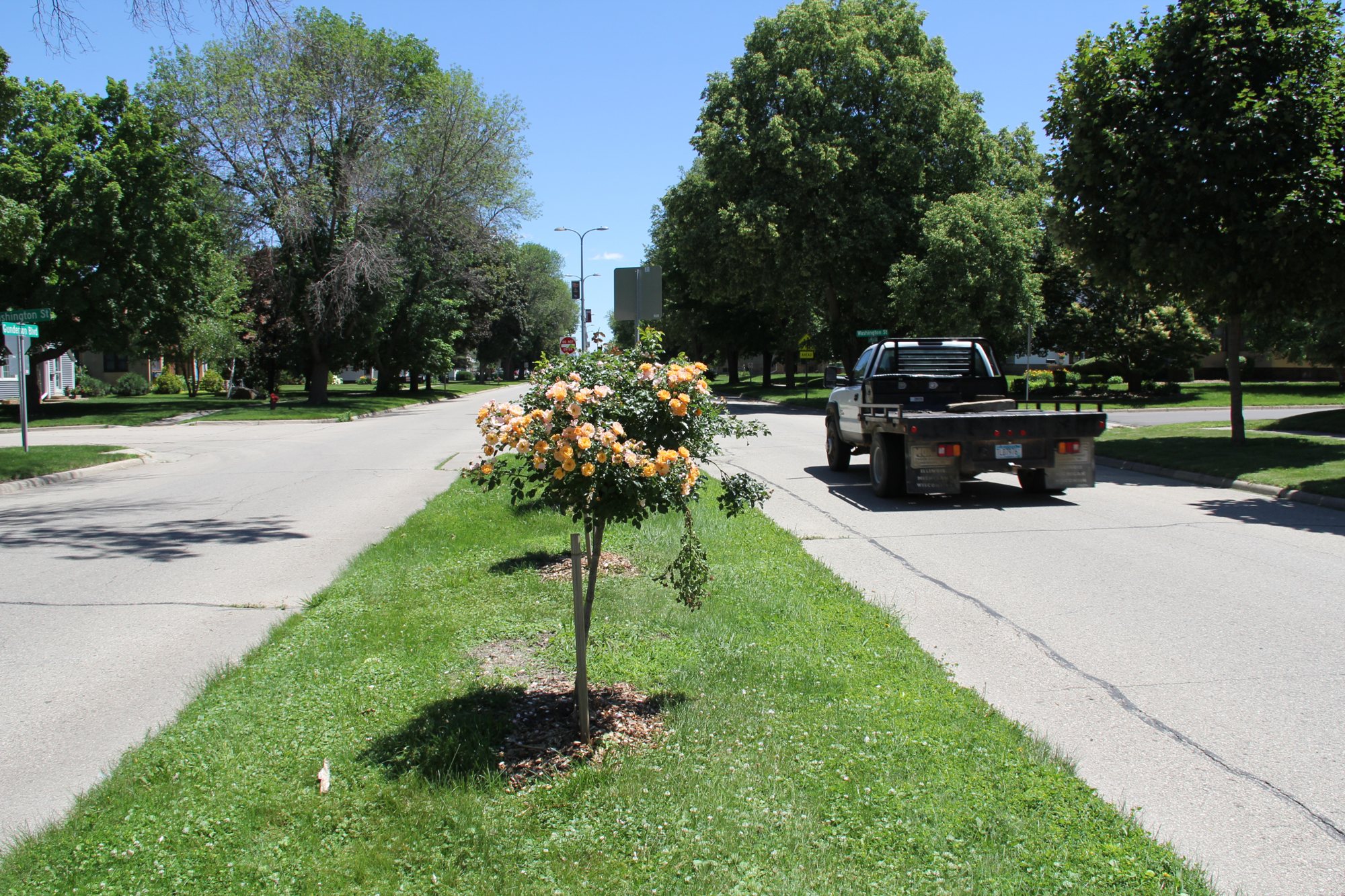 A peach tree rose in the grass median of Gunderson Boulevard with a flatbed truck passing